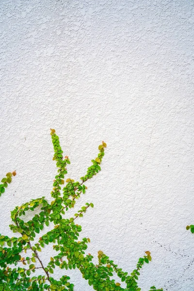Empty green grass wall frame as background. Tree branch with green leaves and grass on white brick wall background.