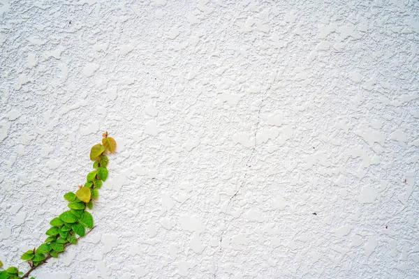 Empty green grass wall frame as background. Tree branch with green leaves and grass on white brick wall background.