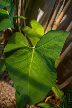 Green lotus leaf, background, green leaf texture. Pattern of green leaves for background