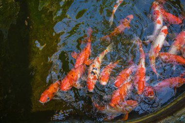 Koi fish swim artificial ponds with a beautiful background in the clear pond. Colorful decorative fish float in an artificial pond, view from above