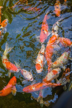 Koi fish swim artificial ponds with a beautiful background in the clear pond. Colorful decorative fish float in an artificial pond, view from above