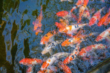 Koi fish swim artificial ponds with a beautiful background in the clear pond. Colorful decorative fish float in an artificial pond, view from above