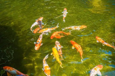 Koi fish swim artificial ponds with a beautiful background in the clear pond. Colorful decorative fish float in an artificial pond, view from above