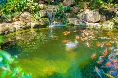 Japanese garden waterfalls. Lush green tropical Koi pond with waterfall from each side. A lush green garden with waterfall cascading down the rocky stones. Zen and peaceful background.
