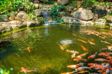 Japanese garden waterfalls. Lush green tropical Koi pond with waterfall from each side. A lush green garden with waterfall cascading down the rocky stones. Zen and peaceful background.