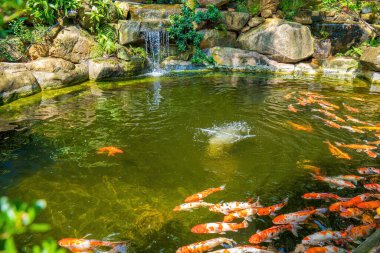 Japanese garden waterfalls. Lush green tropical Koi pond with waterfall from each side. A lush green garden with waterfall cascading down the rocky stones. Zen and peaceful background.