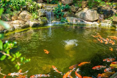 Japanese garden waterfalls. Lush green tropical Koi pond with waterfall from each side. A lush green garden with waterfall cascading down the rocky stones. Zen and peaceful background.