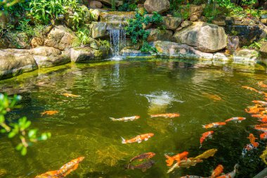 Japanese garden waterfalls. Lush green tropical Koi pond with waterfall from each side. A lush green garden with waterfall cascading down the rocky stones. Zen and peaceful background.