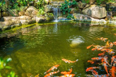 Japanese garden waterfalls. Lush green tropical Koi pond with waterfall from each side. A lush green garden with waterfall cascading down the rocky stones. Zen and peaceful background.