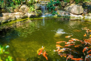 Japanese garden waterfalls. Lush green tropical Koi pond with waterfall from each side. A lush green garden with waterfall cascading down the rocky stones. Zen and peaceful background.