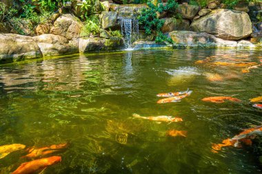Japanese garden waterfalls. Lush green tropical Koi pond with waterfall from each side. A lush green garden with waterfall cascading down the rocky stones. Zen and peaceful background.