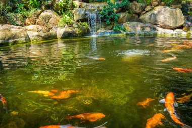 Japanese garden waterfalls. Lush green tropical Koi pond with waterfall from each side. A lush green garden with waterfall cascading down the rocky stones. Zen and peaceful background.