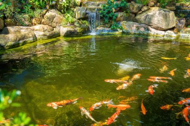 Japanese garden waterfalls. Lush green tropical Koi pond with waterfall from each side. A lush green garden with waterfall cascading down the rocky stones. Zen and peaceful background.