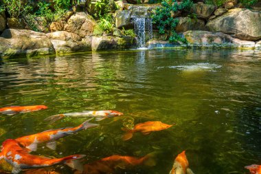 Japanese garden waterfalls. Lush green tropical Koi pond with waterfall from each side. A lush green garden with waterfall cascading down the rocky stones. Zen and peaceful background.