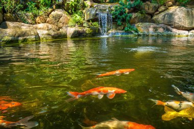 Japanese garden waterfalls. Lush green tropical Koi pond with waterfall from each side. A lush green garden with waterfall cascading down the rocky stones. Zen and peaceful background.