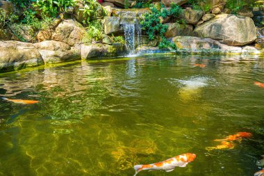 Japanese garden waterfalls. Lush green tropical Koi pond with waterfall from each side. A lush green garden with waterfall cascading down the rocky stones. Zen and peaceful background.