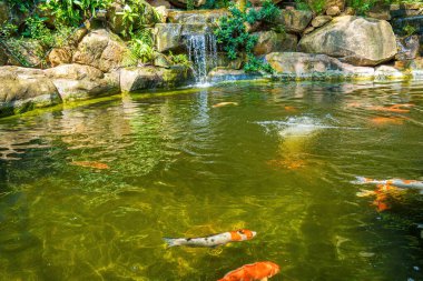 Japanese garden waterfalls. Lush green tropical Koi pond with waterfall from each side. A lush green garden with waterfall cascading down the rocky stones. Zen and peaceful background.