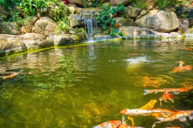 Japanese garden waterfalls. Lush green tropical Koi pond with waterfall from each side. A lush green garden with waterfall cascading down the rocky stones. Zen and peaceful background.