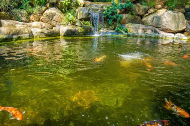 Japanese garden waterfalls. Lush green tropical Koi pond with waterfall from each side. A lush green garden with waterfall cascading down the rocky stones. Zen and peaceful background.