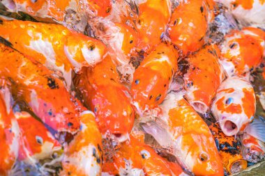 Koi fish swim artificial ponds with a beautiful background in the clear pond. Colorful decorative fish float in an artificial pond, view from above