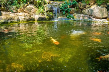Japanese garden waterfalls. Lush green tropical Koi pond with waterfall from each side. A lush green garden with waterfall cascading down the rocky stones. Zen and peaceful background.