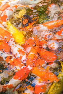 Koi fish swim artificial ponds with a beautiful background in the clear pond. Colorful decorative fish float in an artificial pond, view from above