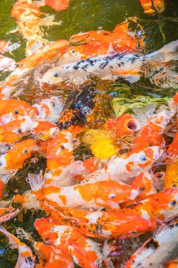 Koi fish swim artificial ponds with a beautiful background in the clear pond. Colorful decorative fish float in an artificial pond, view from above