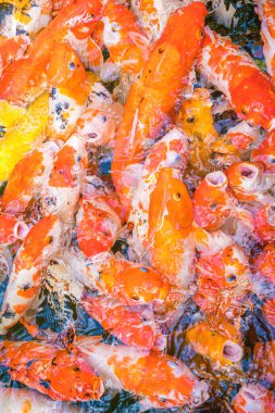 Koi fish swim artificial ponds with a beautiful background in the clear pond. Colorful decorative fish float in an artificial pond, view from above
