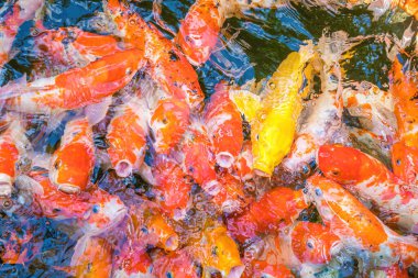 Koi fish swim artificial ponds with a beautiful background in the clear pond. Colorful decorative fish float in an artificial pond, view from above