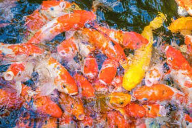 Koi fish swim artificial ponds with a beautiful background in the clear pond. Colorful decorative fish float in an artificial pond, view from above