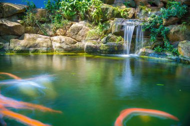 Japanese garden waterfalls. Lush green tropical Koi pond with waterfall from each side. A lush green garden with waterfall cascading down the rocky stones. Zen and peaceful background.