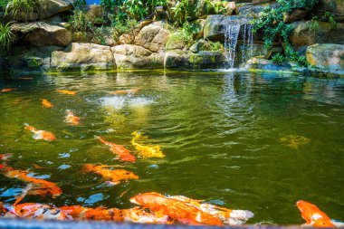 Japanese garden waterfalls. Lush green tropical Koi pond with waterfall from each side. A lush green garden with waterfall cascading down the rocky stones. Zen and peaceful background.