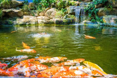 Japanese garden waterfalls. Lush green tropical Koi pond with waterfall from each side. A lush green garden with waterfall cascading down the rocky stones. Zen and peaceful background.