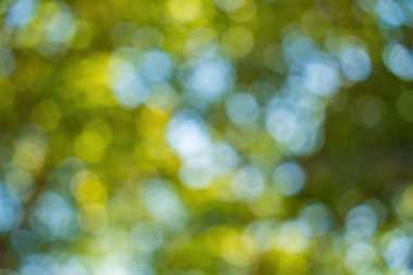 Beautiful green vibrant natural bokeh abstract background. Defocused leaves of old trees and soft sunset sunlight through branches.