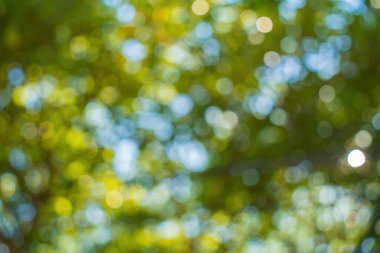 Beautiful green vibrant natural bokeh abstract background. Defocused leaves of old trees and soft sunset sunlight through branches.