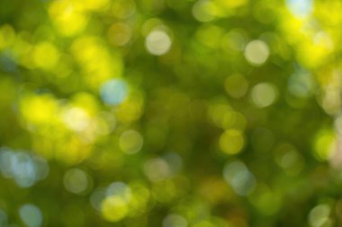 Beautiful green vibrant natural bokeh abstract background. Defocused leaves of old trees and soft sunset sunlight through branches.