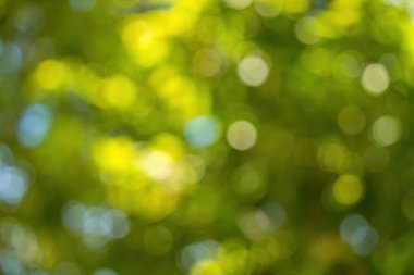 Beautiful green vibrant natural bokeh abstract background. Defocused leaves of old trees and soft sunset sunlight through branches.