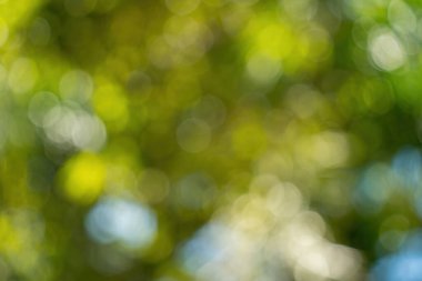 Beautiful green vibrant natural bokeh abstract background. Defocused leaves of old trees and soft sunset sunlight through branches.