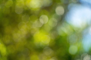 Beautiful green vibrant natural bokeh abstract background. Defocused leaves of old trees and soft sunset sunlight through branches.