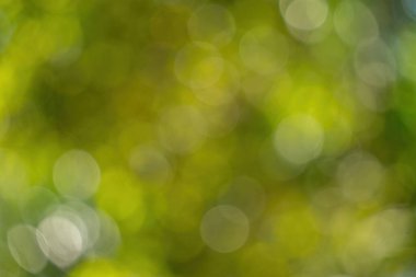 Beautiful green vibrant natural bokeh abstract background. Defocused leaves of old trees and soft sunset sunlight through branches.