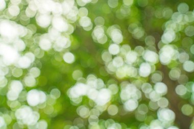 Beautiful green vibrant natural bokeh abstract background. Defocused leaves of old trees and soft sunset sunlight through branches.