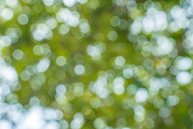 Beautiful green vibrant natural bokeh abstract background. Defocused leaves of old trees and soft sunset sunlight through branches.