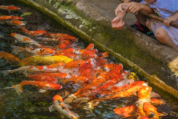 Koi fish swim artificial ponds with a beautiful background in the clear pond. Colorful decorative fish float in an artificial pond, view from above