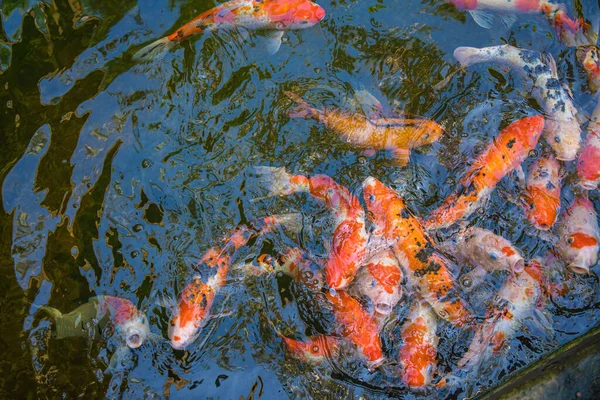 Koi fish swim artificial ponds with a beautiful background in the clear pond. Colorful decorative fish float in an artificial pond, view from above