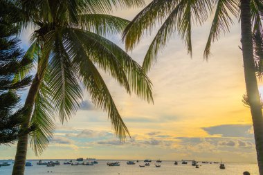 Summer background with coconut trees and sunset warm tone. Beautiful coconut palm tree in sunny day background. Travel tropical summer beach holiday