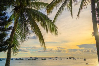Summer background with coconut trees and sunset warm tone. Beautiful coconut palm tree in sunny day background. Travel tropical summer beach holiday