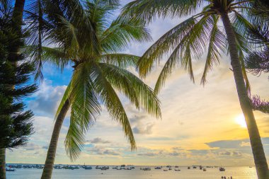 Summer background with coconut trees and sunset warm tone. Beautiful coconut palm tree in sunny day background. Travel tropical summer beach holiday