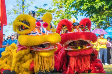 A head of Chinese Lion dance in the Chinese new year festival. Lion and dragon dance during Chinese New Year celebration. Group of people perform a traditional lion dance.