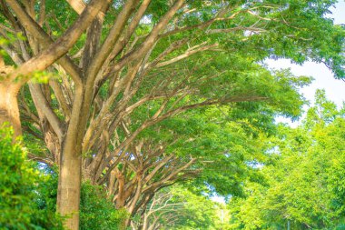 Yerden kış ormanında çam ağaçlarının üst görünümü. Alt görünüm geniş açı arka plan.