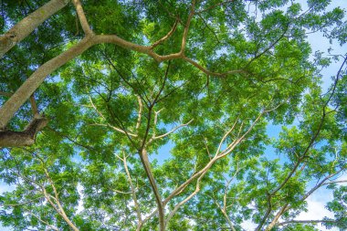 Yerden kış ormanında çam ağaçlarının üst görünümü. Alt görünüm geniş açı arka plan.